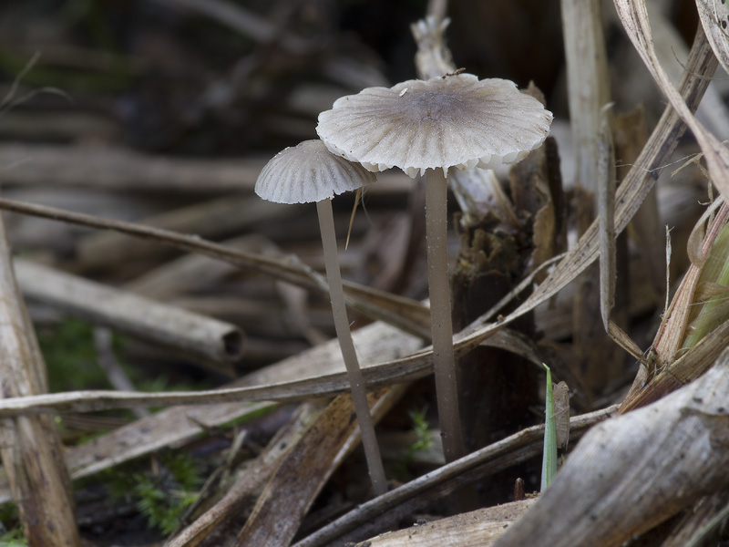 Mycena latifolia